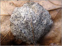 Attēlu rezultāti vaicājumam “Melampsora populnea”