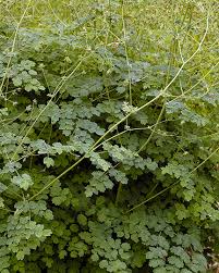 Attēlu rezultāti vaicājumam “Thalictrum minus”