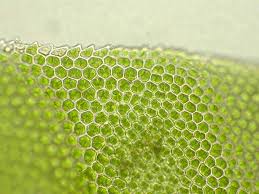 Attēlu rezultāti vaicājumam “Fissidens pusillus sporophyte”