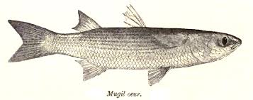 Image result for Mugil cephalus