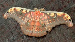 Attēlu rezultāti vaicājumam “Saturniidae”