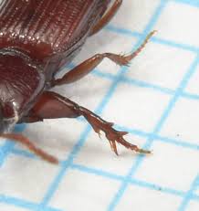 Attēlu rezultāti vaicājumam “Clivina fossor”