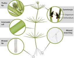 Attēlu rezultāti vaicājumam “Chara rudis”