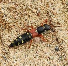 Attēlu rezultāti vaicājumam “Staphylinus erythropterus”