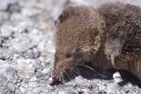 Attēlu rezultāti vaicājumam “Sorex sp.”