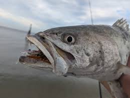 Image result for Cynoscion nebulosus