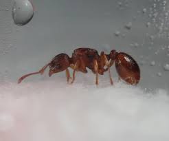 Attēlu rezultāti vaicājumam “Myrmica rubra”