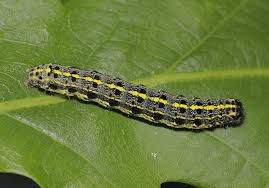 Attēlu rezultāti vaicājumam “Orthosia larvae”