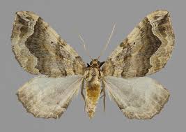 Attēlu rezultāti vaicājumam “Pelurga comitata”