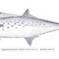 Image result for Scomberomorus maculatus