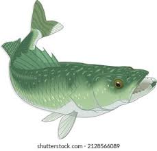 Image result for Sander vitreus