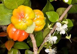 Attēlu rezultāti vaicājumam “Plantago uniflora flower”