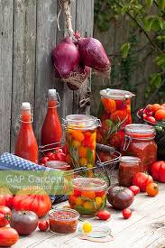 Image result for Tanacetum parthenium 'Tetraweiss'