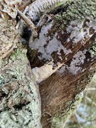 Attēlu rezultāti vaicājumam “Perenniporia medulla-panis”