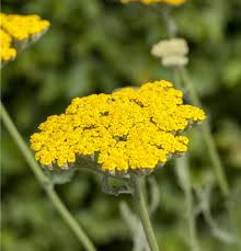 Image result for Achillea filipendulina