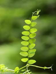 Attēlu rezultāti vaicājumam “Vicia sylvatica leaf”
