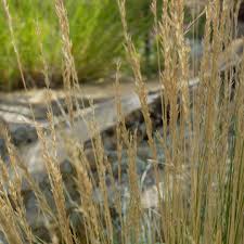 Attēlu rezultāti vaicājumam “Festuca arenaria”