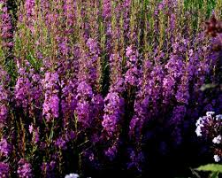 Attēlu rezultāti vaicājumam “Lythraceae”