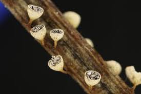 Attēlu rezultāti vaicājumam “Craterium minutum cf. var. brunneum spores”