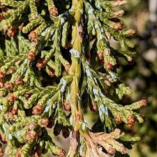 Attēlu rezultāti vaicājumam “Juniperus communis male flower”