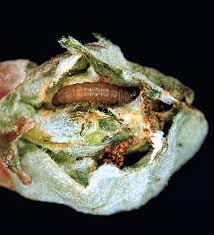 Attēlu rezultāti vaicājumam “Spilonota ocellana”