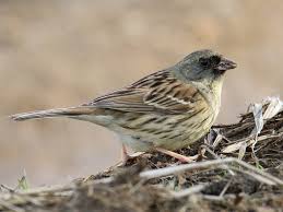Image result for Emberiza spodocephala