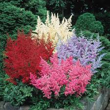 Image result for Astilbe