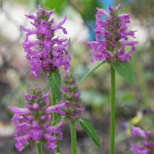Attēlu rezultāti vaicājumam “Stachys officinalis leaf”