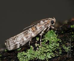 Attēlu rezultāti vaicājumam “Dioryctria abietella”