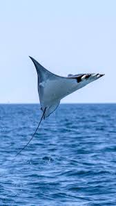 Image result for Mobula munkiana