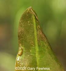 Attēlu rezultāti vaicājumam “Potamogeton praelongus”