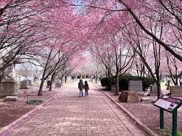 Image result for "cherry blossom" washington