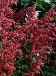 Image result for Astilbe