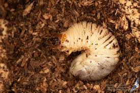 Attēlu rezultāti vaicājumam “Osmoderma barnabita”