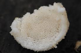 Attēlu rezultāti vaicājumam “Postia caesia”