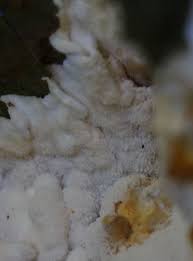 Attēlu rezultāti vaicājumam “Antrodia mellita”