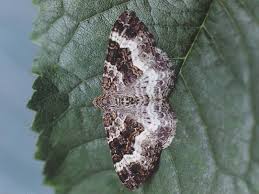 Attēlu rezultāti vaicājumam “Epirrhoe alternata”