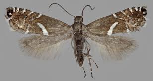 Attēlu rezultāti vaicājumam “Glyphipterigidae”