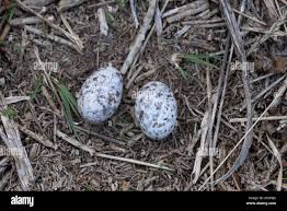 Attēlu rezultāti vaicājumam “Caprimulgus europaeus egg”