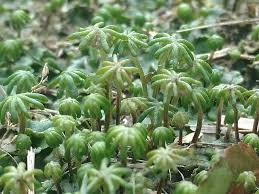 Attēlu rezultāti vaicājumam “Marchantiopsida”