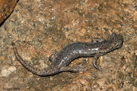 Image result for Platycephalus richardsoni