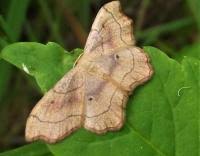 Attēlu rezultāti vaicājumam “Idaea emarginata”