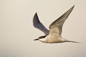 Attēlu rezultāti vaicājumam “Sterna hirundo”
