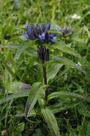 Attēlu rezultāti vaicājumam “Gentiana cruciata flower”