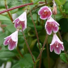 Attēlu rezultāti vaicājumam “Linnaea borealis flower”