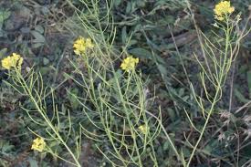 Attēlu rezultāti vaicājumam “Sisymbrium loeselii flower”
