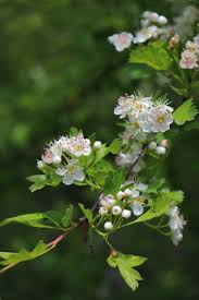 Attēlu rezultāti vaicājumam “Crataegus laevigata flower”