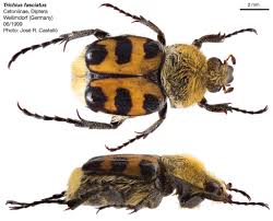 Attēlu rezultāti vaicājumam “Trichius fasciatus”