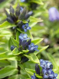 Attēlu rezultāti vaicājumam “Gentiana cruciata”