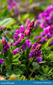 Attēlu rezultāti vaicājumam “Polygalaceae”